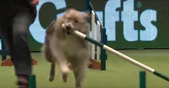 dogsho4