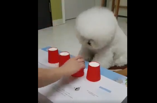 『どのコップに入っているか分かるかな?』おやつをかけて!もふもふな犬がシェルゲームに挑戦