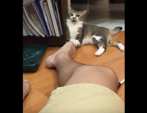 kusaineko_3