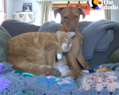 犬と猫がカップルにしか見えない5