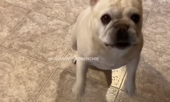 frenchie4