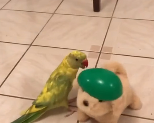 inu_inko1