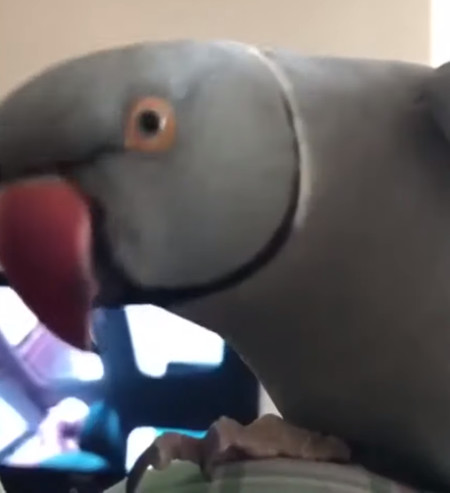 inko_mairo2