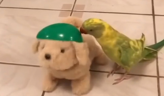 inu_inko1200