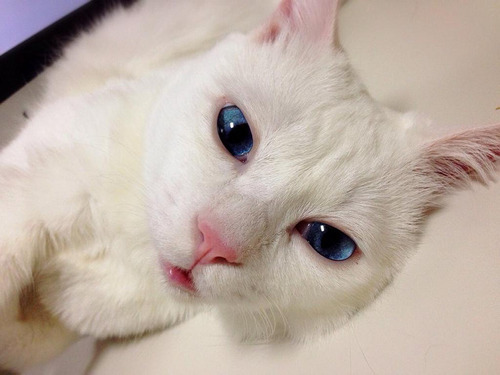 neko_2