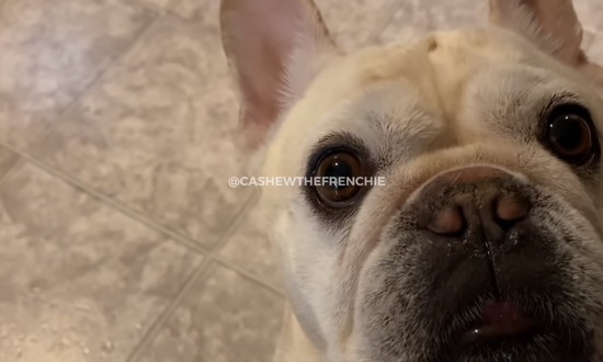 frenchie5