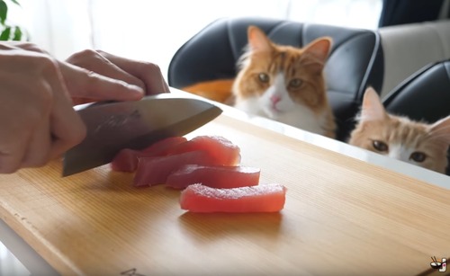 catfood_2