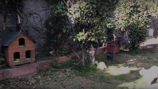 ねこ7トップ画像-1200x675