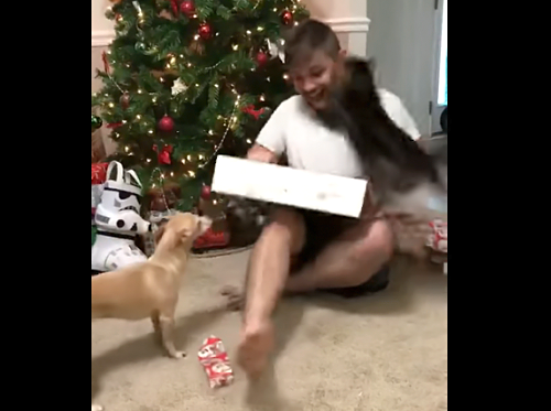 クリスマスプレゼントを貰ってテンションの上がる飼い主と一緒にテンションの上がった猫ちゃん!
