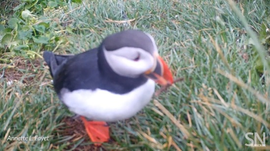 puffin1200-1200x672