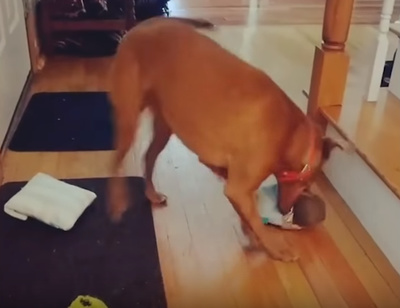 犬と猫がカップルにしか見えない9