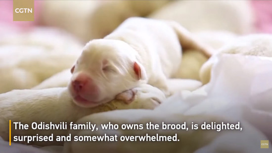 17puppies-2