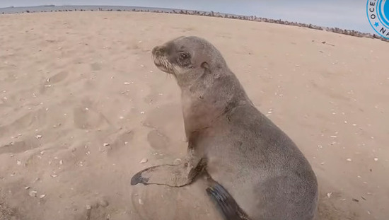 seal_kyuuzyo2