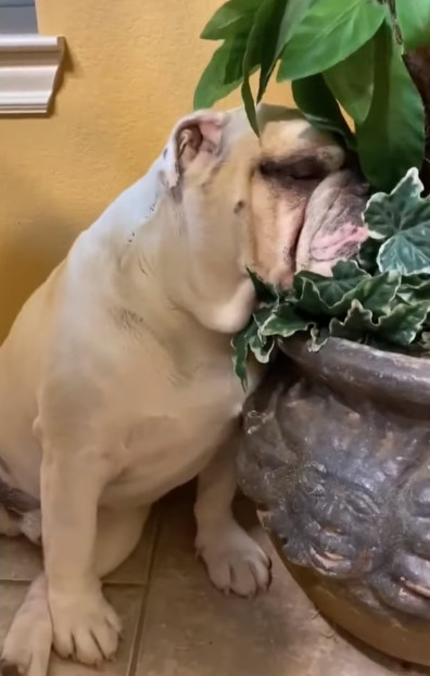 bulldog-asleep3