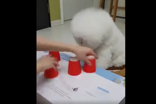 『どのコップに入っているか分かるかな?』おやつをかけて!もふもふな犬がシェルゲームに挑戦