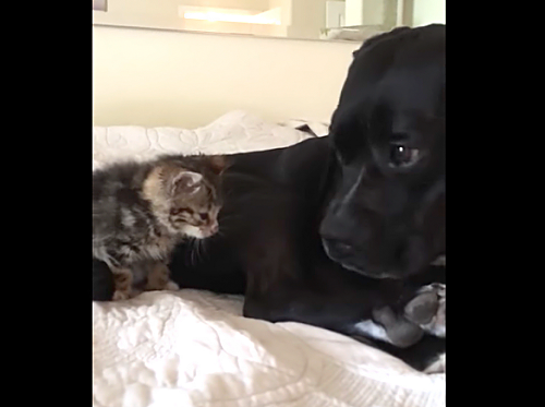 迷子の子猫のお兄ちゃんになった優しい大型犬