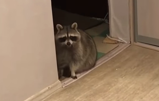 321