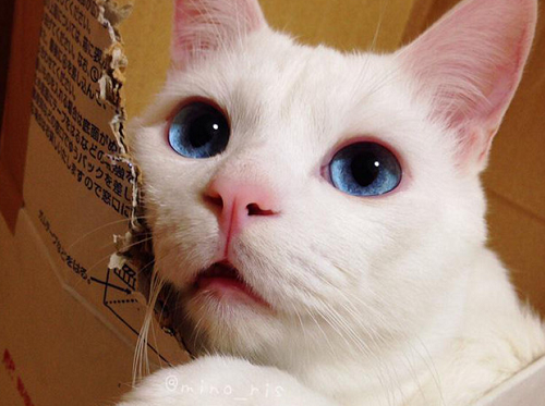 nekosan