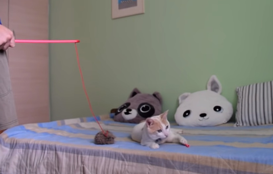 遊んでいたおもちゃを飼主さんに壊され悲しみに暮れる猫