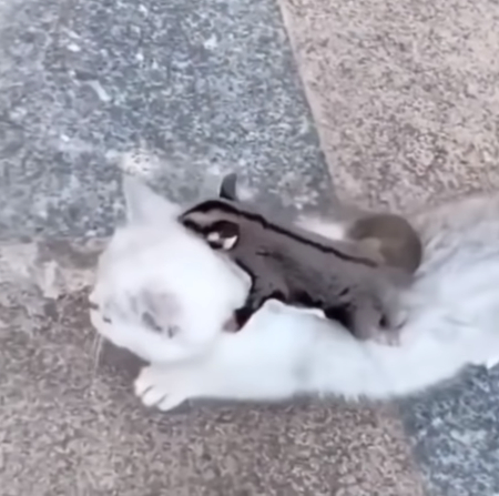 fukuromomonnga_neko5