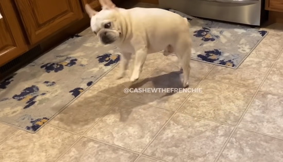 frenchie1200