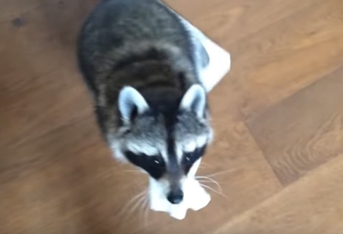 kawaiiaraiguma_2