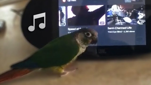 自分の好きな音楽をかけノリノリで踊り出すインコ