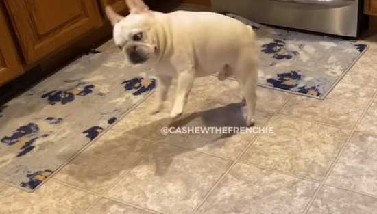 frenchie3