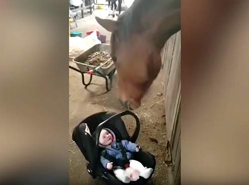 赤ちゃんをあやして笑顔にする優しい馬