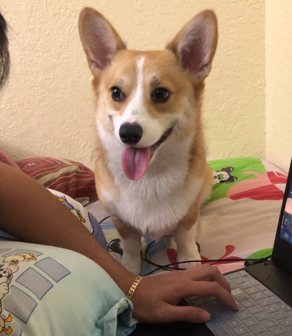 corgi-encroaches4