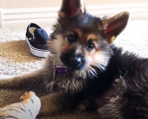 ずっと子犬のまま 小さなジャーマンシェパードがsnsで話題に ハトポ ずっと子犬のまま 小さなジャーマンシェパードがsnsで話題に ハトポ