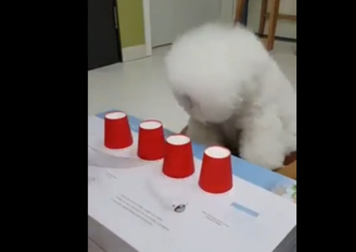 『どのコップに入っているか分かるかな?』おやつをかけて!もふもふな犬がシェルゲームに挑戦