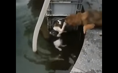 犬が水から猫を救う02
