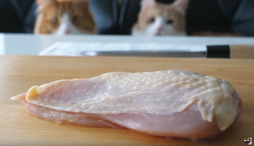 catfood_3