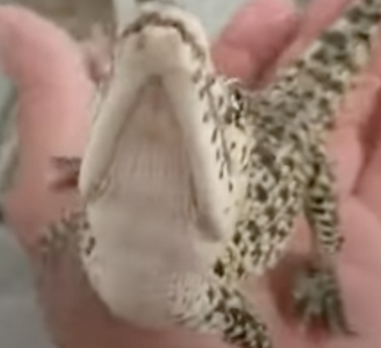 赤ちゃんワニ達 飼いヌッシがきたワニ 手に乗るワニ 子ワニの鳴き声ってゲーム音みたい Loquy Article