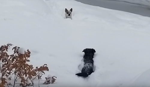 雪に埋もれて進めない犬を助けに行く犬