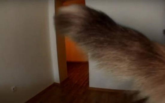 ookiineko5