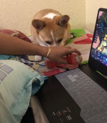 corgi-encroaches2_2