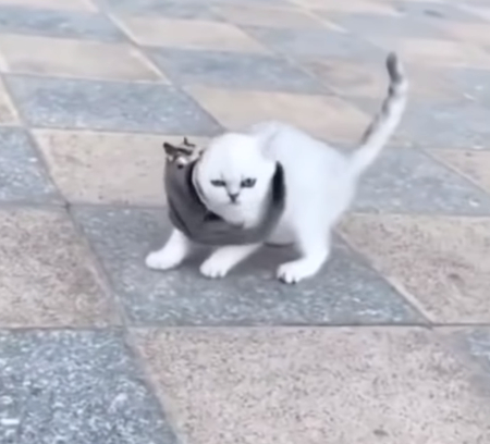 fukuromomonnga_neko3