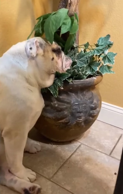 bulldog-asleep1