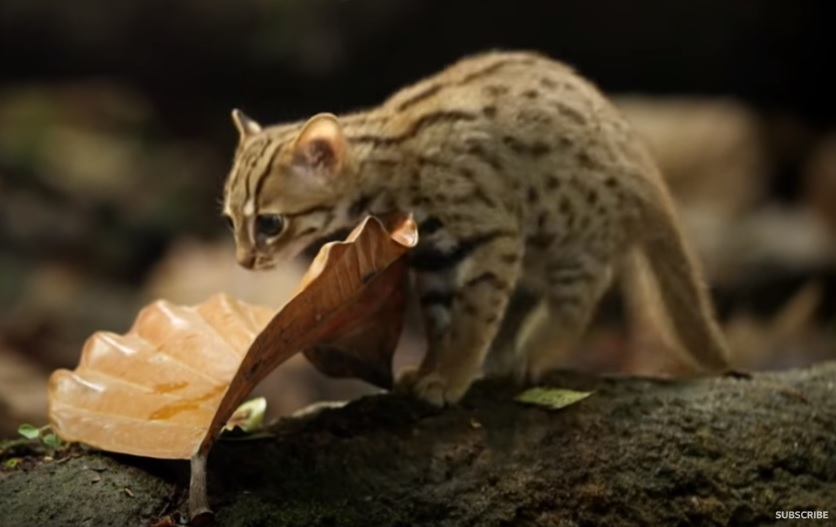 こんなに小さいんだ 世界で一番小さな猫 サビイロネコ ハトポ こんなに小さいんだ 世界で一番小さな猫 サビイロネコ ハトポ