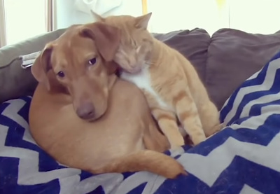 犬と猫がカップルにしか見えない10