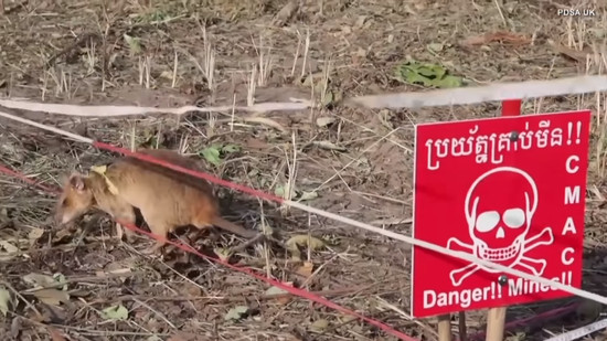 rat-gets-gold-medal2