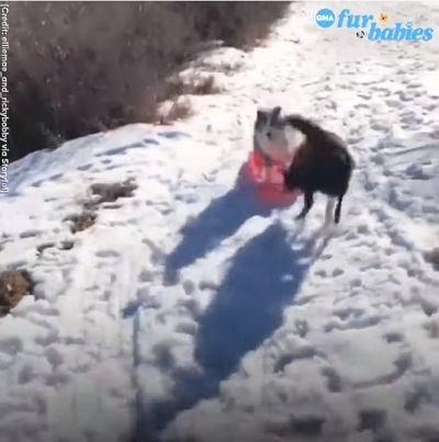 sled1