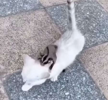 fukuromomonnga_neko4