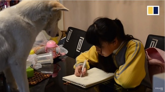 tutordog6