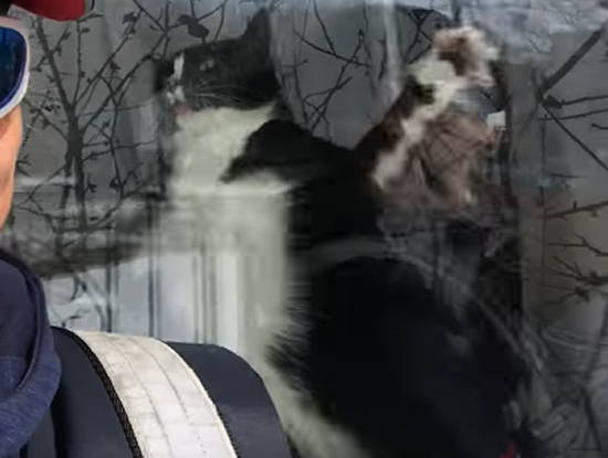 425
