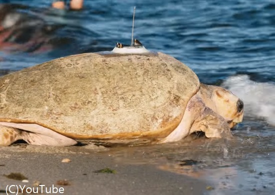turtle8