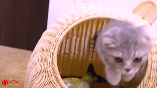 nekosakanaf4