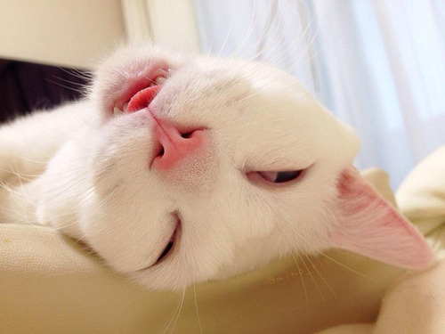 neko_6